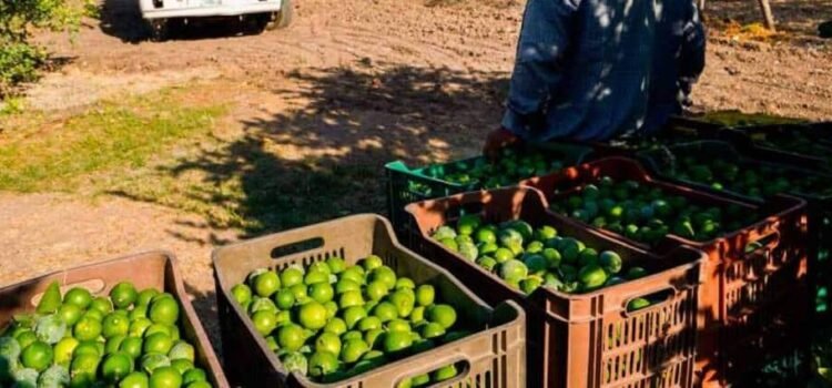 Ejecutan a limonero Rogelio Escobedo en Parácuaro, Michoacán