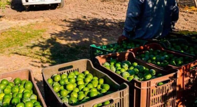 Ejecutan a limonero Rogelio Escobedo en Parácuaro, Michoacán