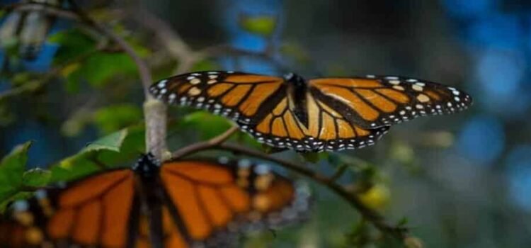 Sin afectaciones por descenso de temperatura en bosques de la Monarca