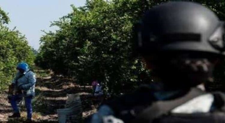 Sedena mantiene presencia en Michoacán contra extorsiones a limoneros