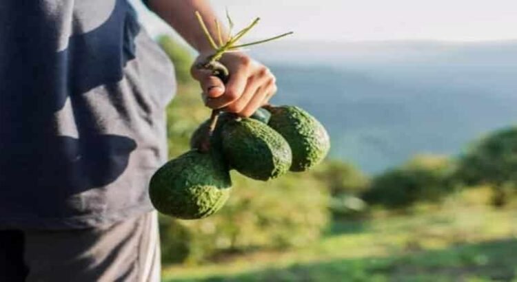 Más de 100 productores michoacanos buscan certificar su aguacate en 2025