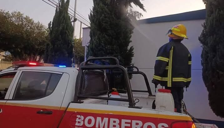 Árbol natural se incendia presuntamente con pirotecnia