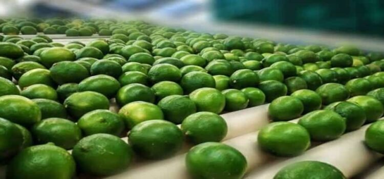 Precio bajo del limón castiga a productores de Michoacán