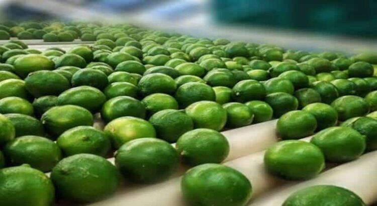 Precio bajo del limón castiga a productores de Michoacán