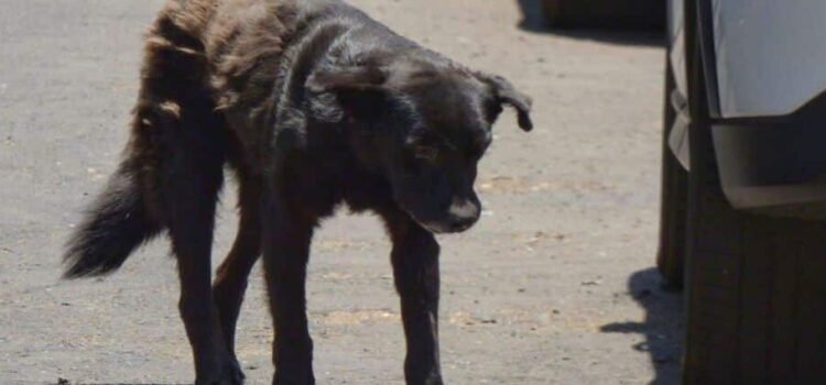 En Navidad, se registran dos casos de crueldad animal en Michoacán