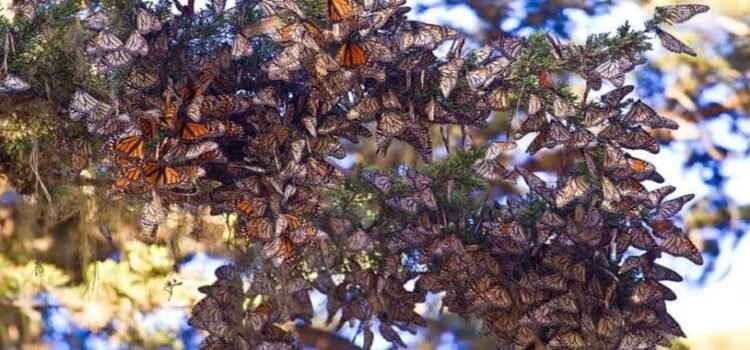 Millones de mariposas monarca reciben a turistas en Michoacán Millones de mariposas monarca reciben a turistas en Michoacán