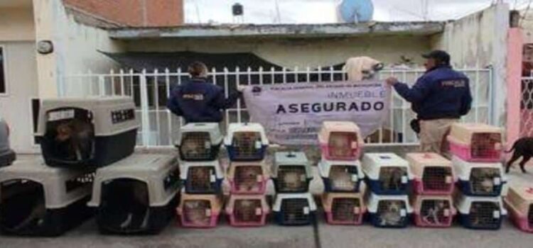 Rescatan a 29 perros víctimas de maltrato en Michoacán