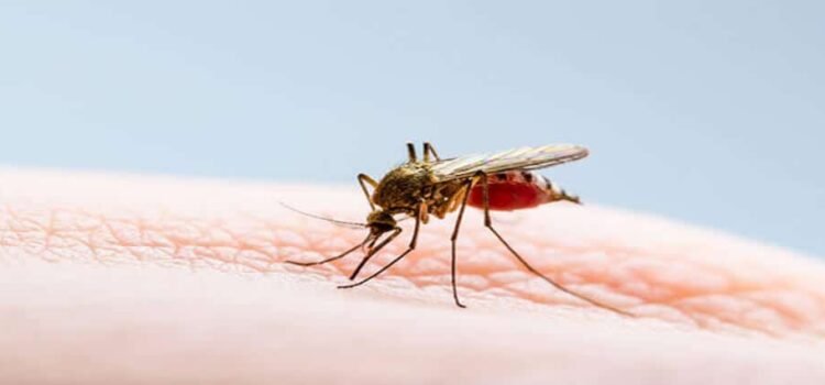 Recomendaciones para prevenir el dengue