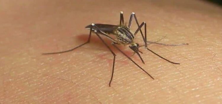 Michoacán enfrenta el impacto del dengue: 37 muertes confirmadas