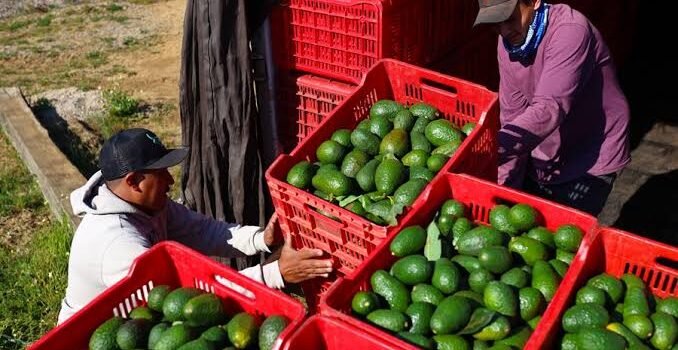 Productores de aguacate en Michoacán se preparan para asumir costos por aranceles