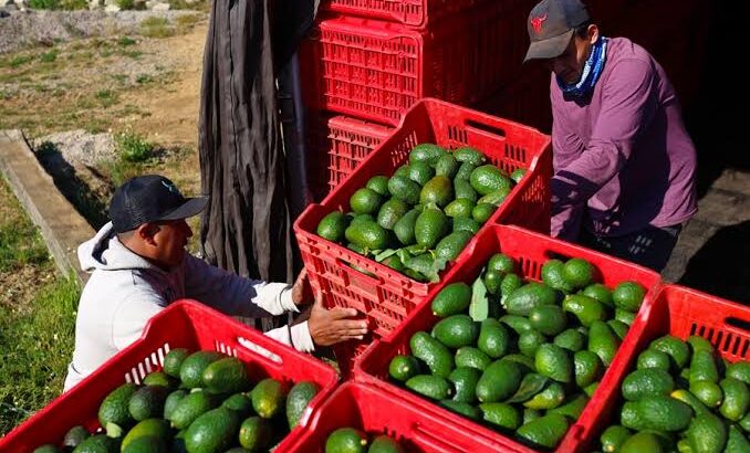 Productores de aguacate en Michoacán se preparan para asumir costos por aranceles