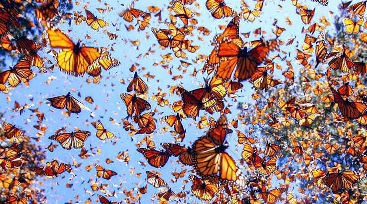 Del 1 al 10 de marzo el Festival Internacional de la Mariposa Monarca