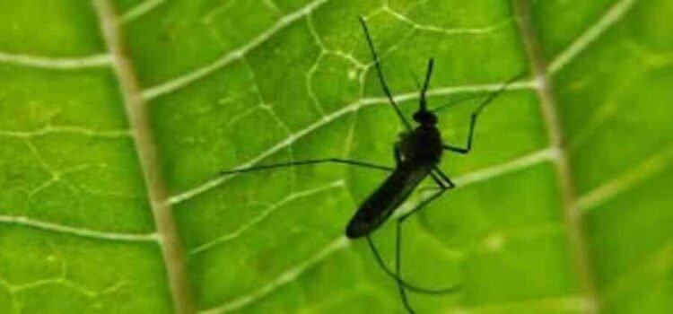 Sube Michoacán al lugar 3 nacional en incidencia de dengue