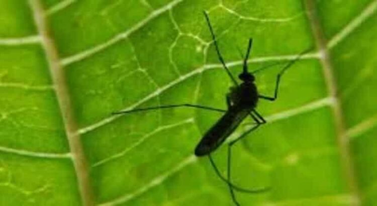 Sube Michoacán al lugar 3 nacional en incidencia de dengue