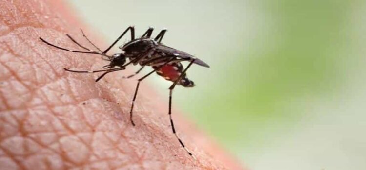 Registra Michoacán 157 casos confirmados de dengue