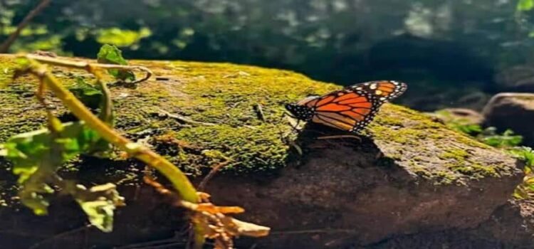 Ocupación de la mariposa monarca en Michoacán y Edomex aumenta un 99 por ciento