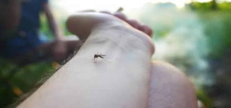 Acumula Michoacán 180 casos de dengue en semana 10 de 2025