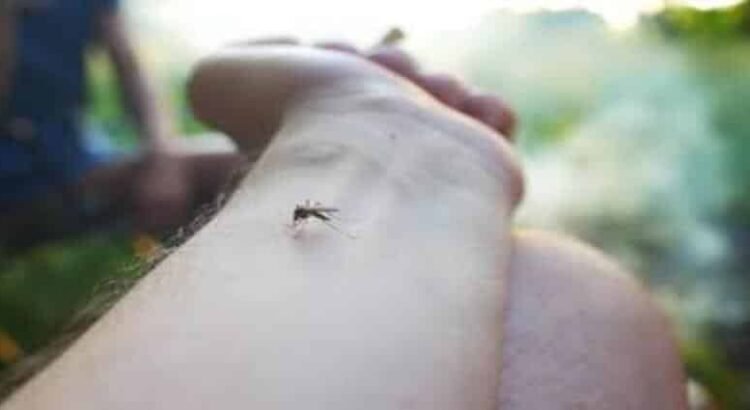 Acumula Michoacán 180 casos de dengue en semana 10 de 2025