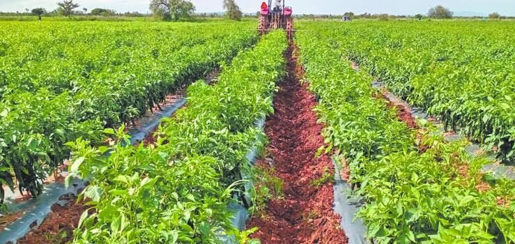Michoacán sobresale en exportación del sector agropeacuario Michoacán sobresale en exportación del sector agropeacuario