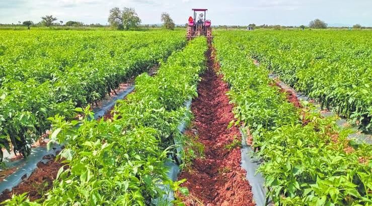 Michoacán sobresale en exportación del sector agropeacuario