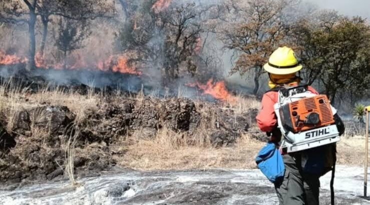 Bomberos controlan incendio forestal en las Curvas del Gato