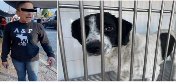 ‘Huesitos’, perro atacado en 2024 en Michoacán es reconocido legalmente como víctima de delito