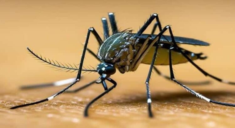 Michoacán registra 250 casos de dengue en lo que va del 2025