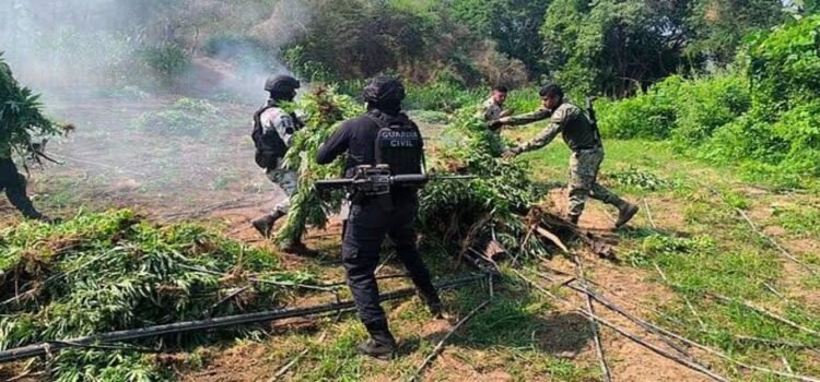 Destruyen plantío con 9 mil matas de marihuana en Parácuaro, Michoacán