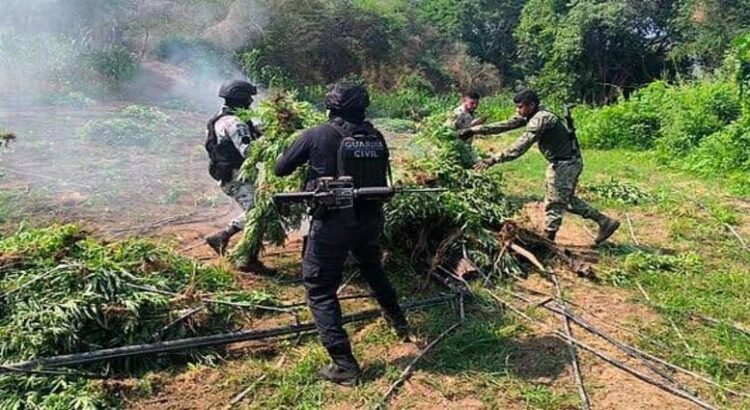 Destruyen plantío con 9 mil matas de marihuana en Parácuaro, Michoacán