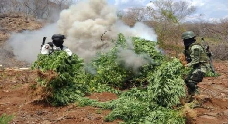 Localizan y destruyen 900 plantas de marihuana y un campamento delictivo en Michoacán