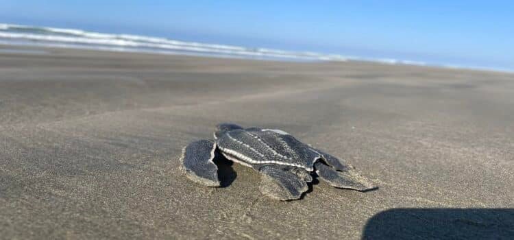 Nacen más de 5 millones de tortugas en Michoacán