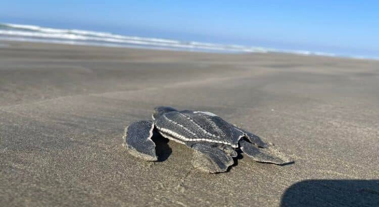 Nacen más de 5 millones de tortugas en Michoacán