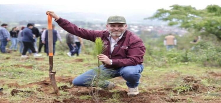 Con producción histórica de planta, Michoacán reforestará 10 millones de árboles