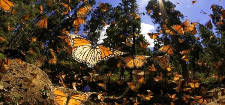 Reforestan Michoacán con 10 millones de árboles en Biosfera de Mariposa Monarca