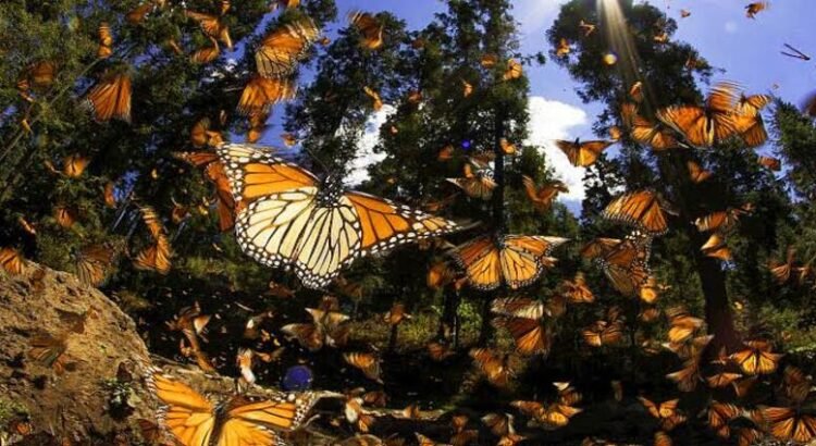 Reforestan Michoacán con 10 millones de árboles en Biosfera de Mariposa Monarca