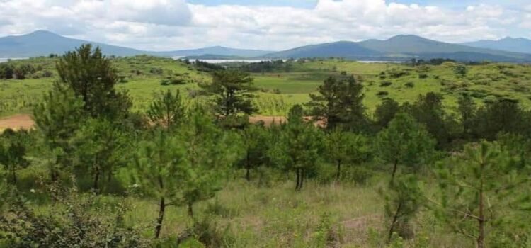 Con más de 10 millones de árboles reforestarán 50 mil hectáreas en Michoacán