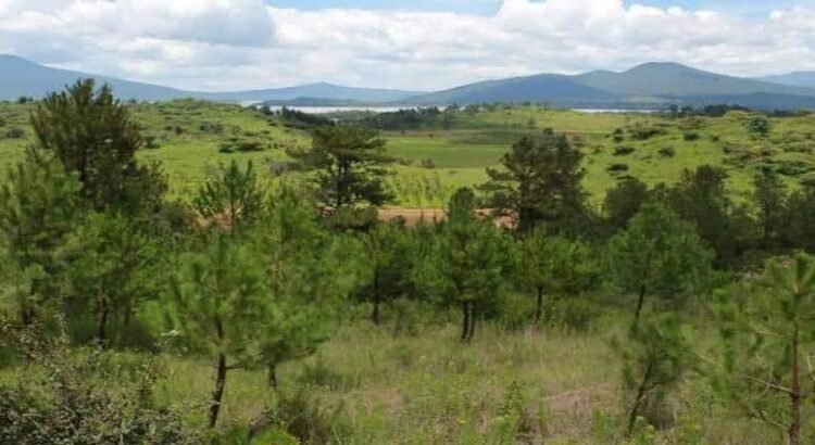 Con más de 10 millones de árboles reforestarán 50 mil hectáreas en Michoacán