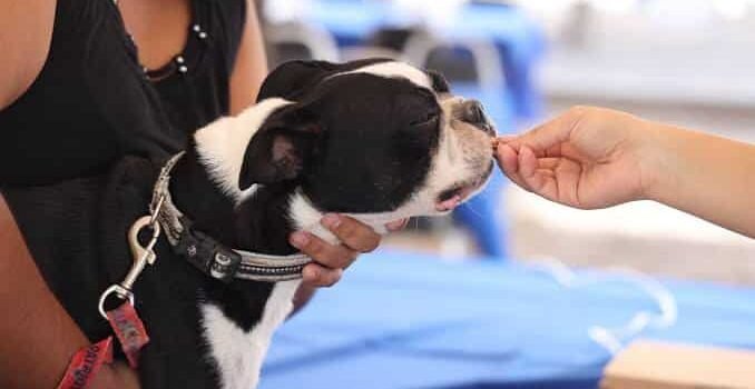 Protección Animal mantiene permanente la vacunación antirrábica en caninos y felinos