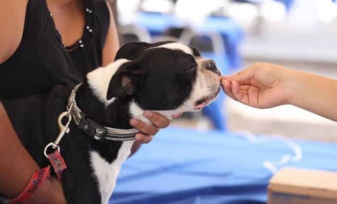 Protección Animal mantiene permanente la vacunación antirrábica en caninos y felinos