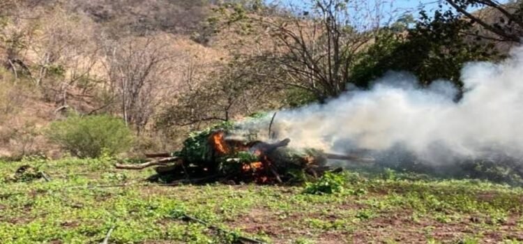 Localizan y destruyen tres plantíos de mariguana en Michoacán