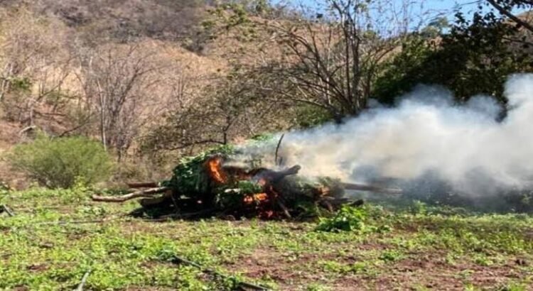Localizan y destruyen tres plantíos de mariguana en Michoacán