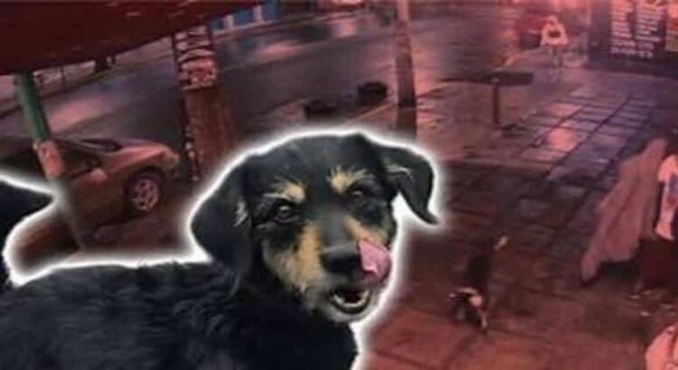 Rescatan a 11 perros víctimas de maltrato tras cateos en Michoacán