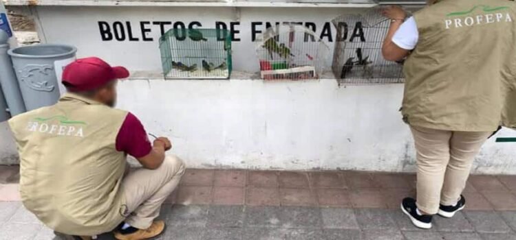 Aseguran 25 animales silvestres exhibidos ilegalmente en feria y mercado de Michoacán