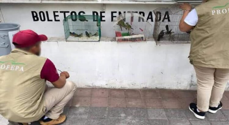 Aseguran 25 animales silvestres exhibidos ilegalmente en feria y mercado de Michoacán