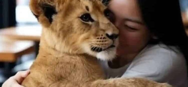 Ofrece restaurante abrazos… de cachorros de león