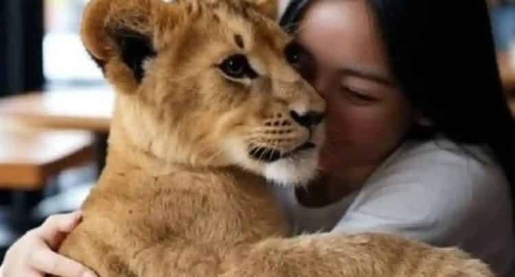 Ofrece restaurante abrazos… de cachorros de león