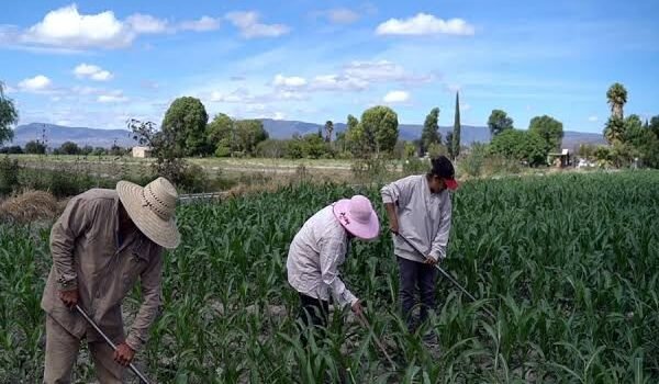 Productores pueden asegurar sus cultivos contra contingencias