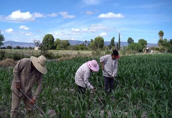Productores pueden asegurar sus cultivos contra contingencias