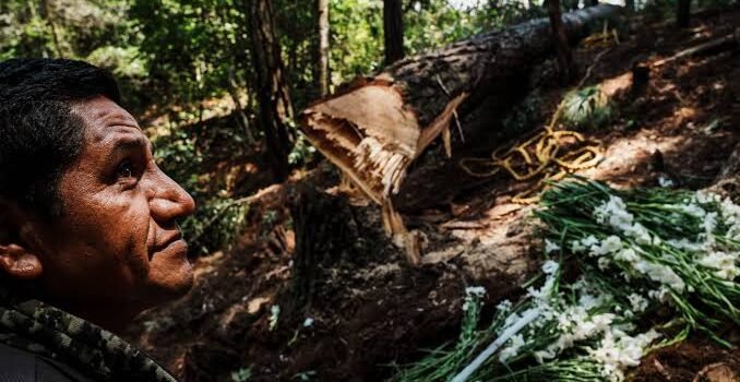 Buscan creación de ronda comunal del bosque para erradicar deforestación