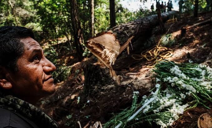 Buscan creación de ronda comunal del bosque para erradicar deforestación